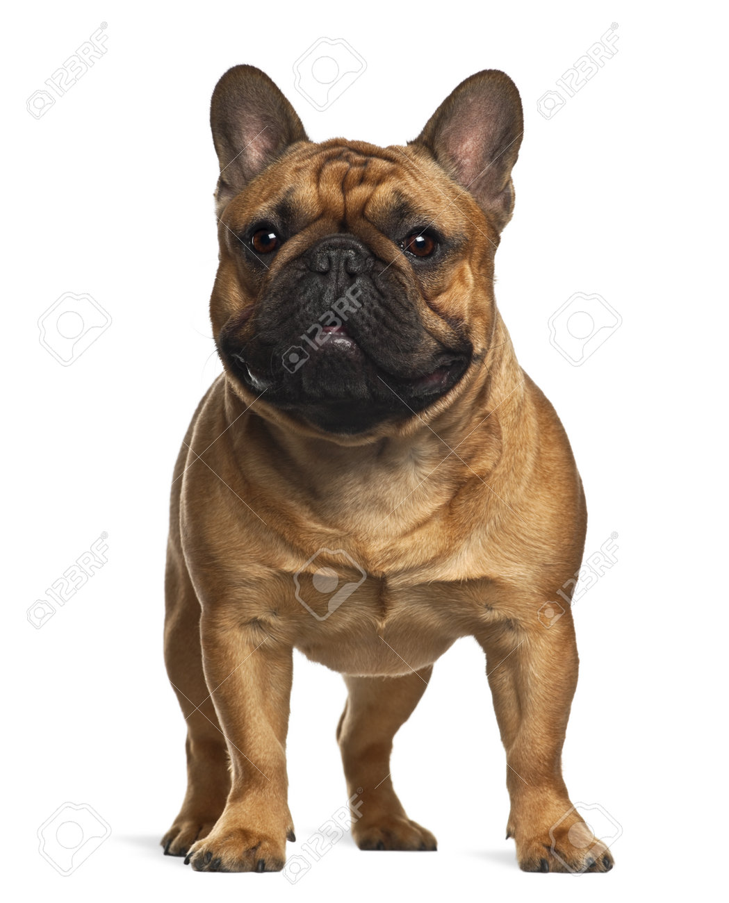 four month old french bulldog