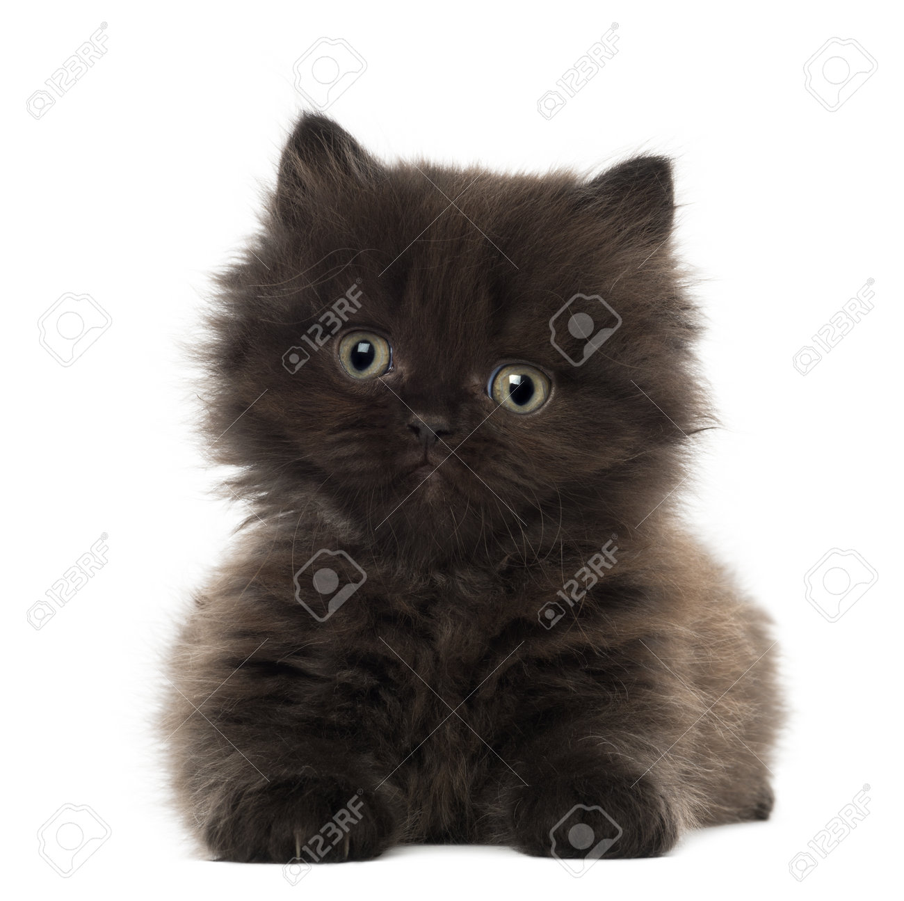 black kitten long hair