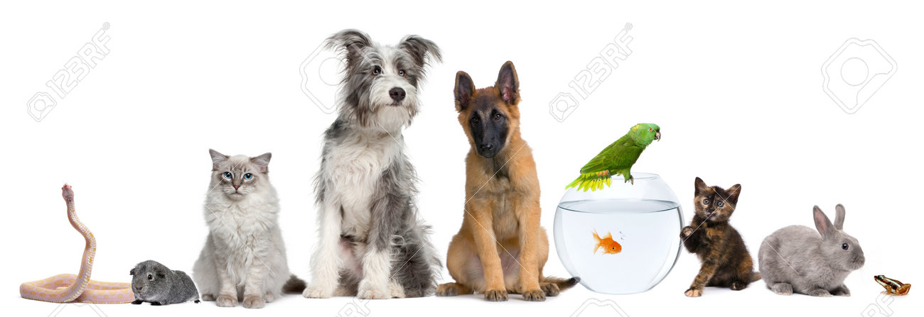 Group Of Pets With Dog Cat Rabbit Ferret Fish Frog Rat Bird Guinea Pig Reptile Snake Against White Background Stock Photo Picture And Royalty Free Image Image