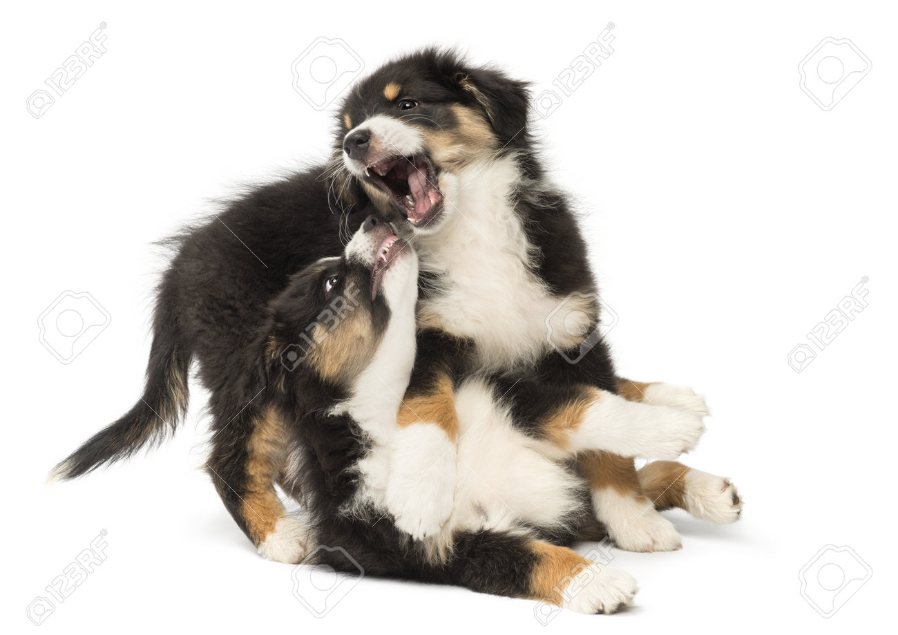 australian shepherd puppy 4 months mouth australian shepherd images u0026 stock pictures royalty free australian shepherd puppy 4 months mouth australian shepherd images u0026 stock pictures royalty free