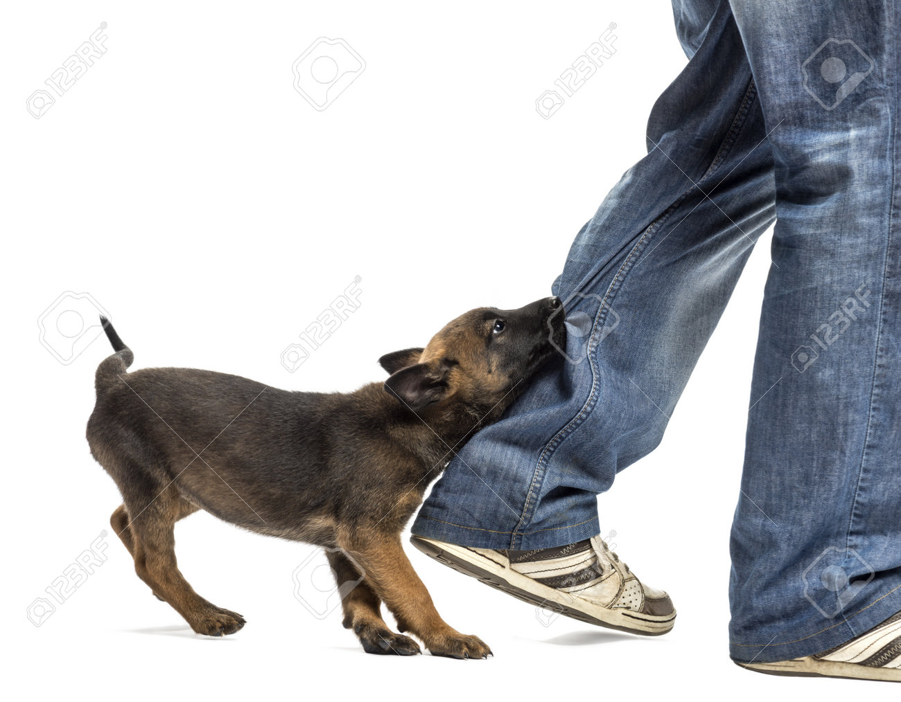 belgian sheepdog groenendael puppies belgian shepherd puppy images u0026 stock pictures royalty free belgian sheepdog groenendael puppies belgian shepherd puppy images u0026 stock pictures royalty free