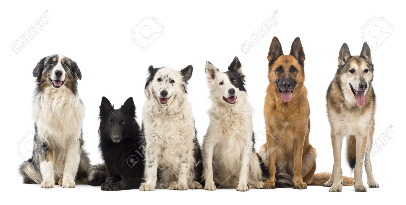 belgian sheepdog groenendael puppies australian shepherd belgian shepherd groenendael border collie belgian sheepdog groenendael puppies australian shepherd belgian shepherd groenendael border collie