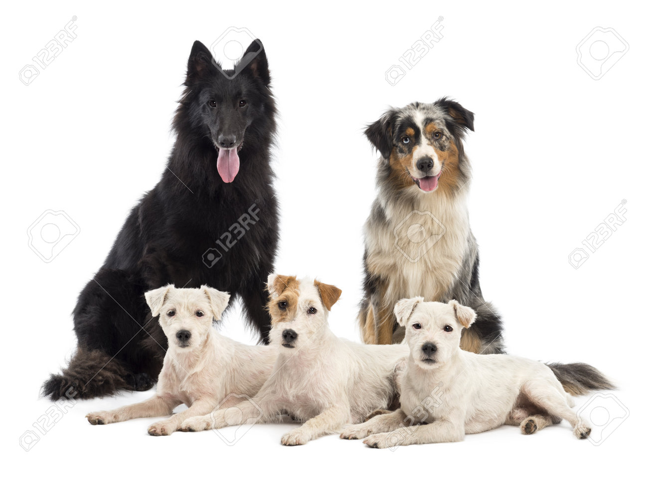 belgian sheepdog groenendael puppies belgian shepherd groenendael australian shepherd and jack russell belgian sheepdog groenendael puppies belgian shepherd groenendael australian shepherd and jack russell