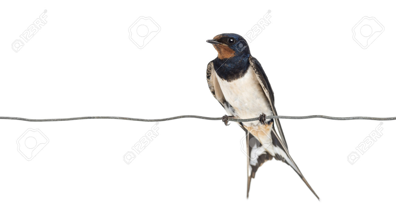 Barn Swallow Hirundo Rustica Perched On A Wire Against White Stock Photo Picture And Royalty Free Image Image