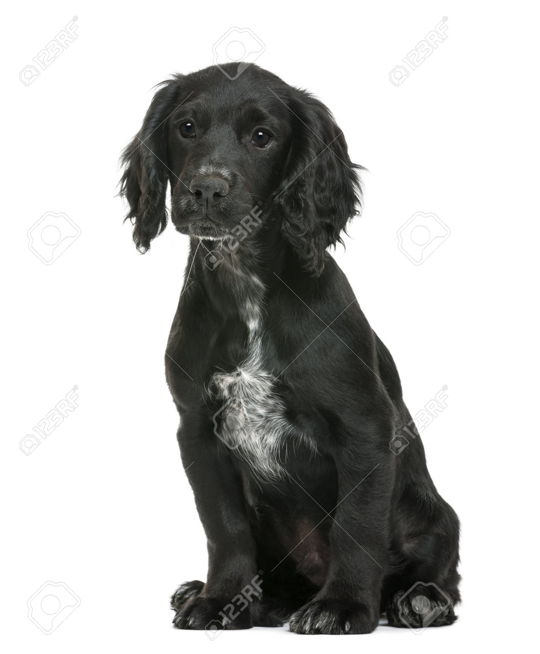 white working cocker spaniel