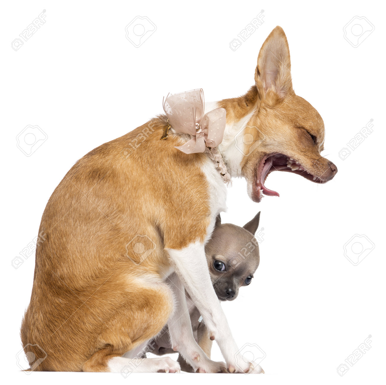 2 つのチワワ子犬 4 や 7 ヶ月古い 座って 身に着けている首輪 真珠およびレースの白い背景 の写真素材 画像素材 Image