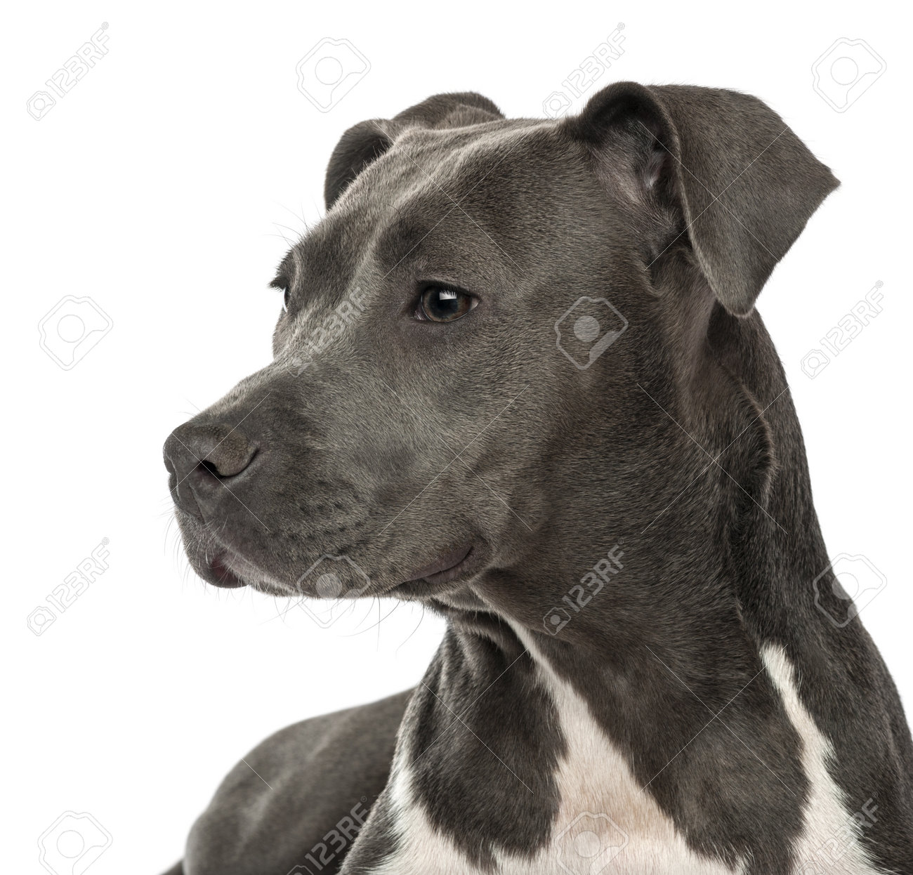 6 month old american staffy