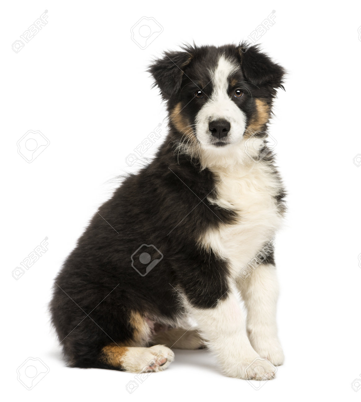 3 month australian shepherd