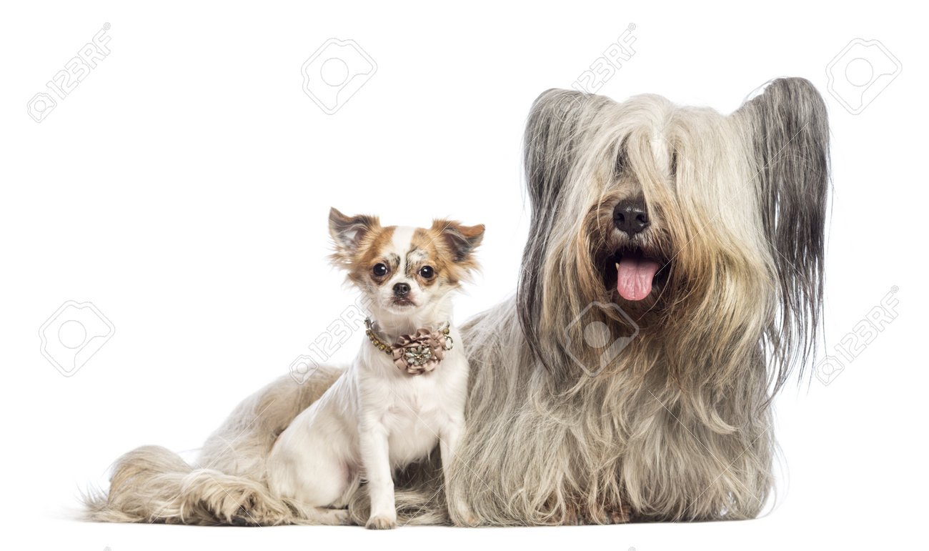 チワワの子犬生後 6 ヶ月 スカイ テリア 5 歳の白い背景に座っています の写真素材 画像素材 Image