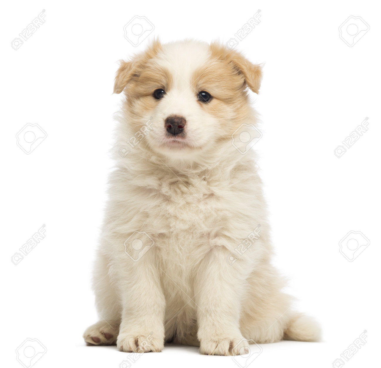Border Collie Puppy 6 Weeks Old Sitting In Front Of White