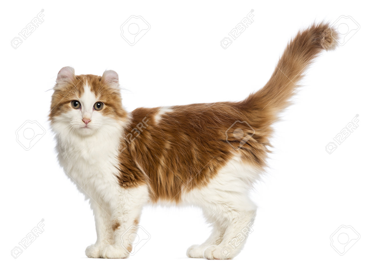 Vue Laterale D Un Chaton American Curl 3 Mois Debout Et En Regardant La Camera En Face De Fond Blanc Banque D Images Et Photos Libres De Droits Image