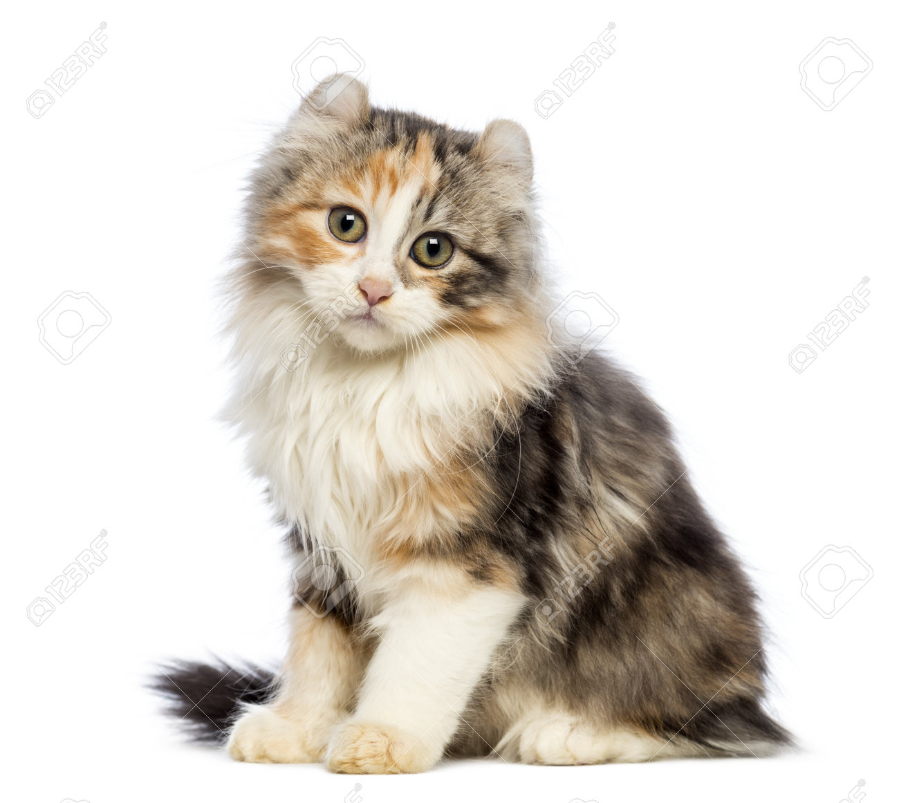 American Curl Chaton Age De 3 Mois Assis Et Regardant La Camera En Face De Fond Blanc Banque D Images Et Photos Libres De Droits Image