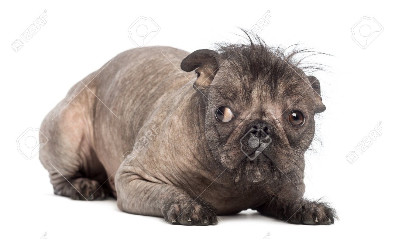 french bulldog mixed breeds