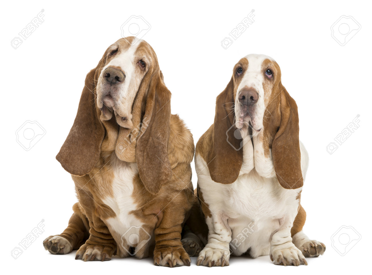 two basset hounds