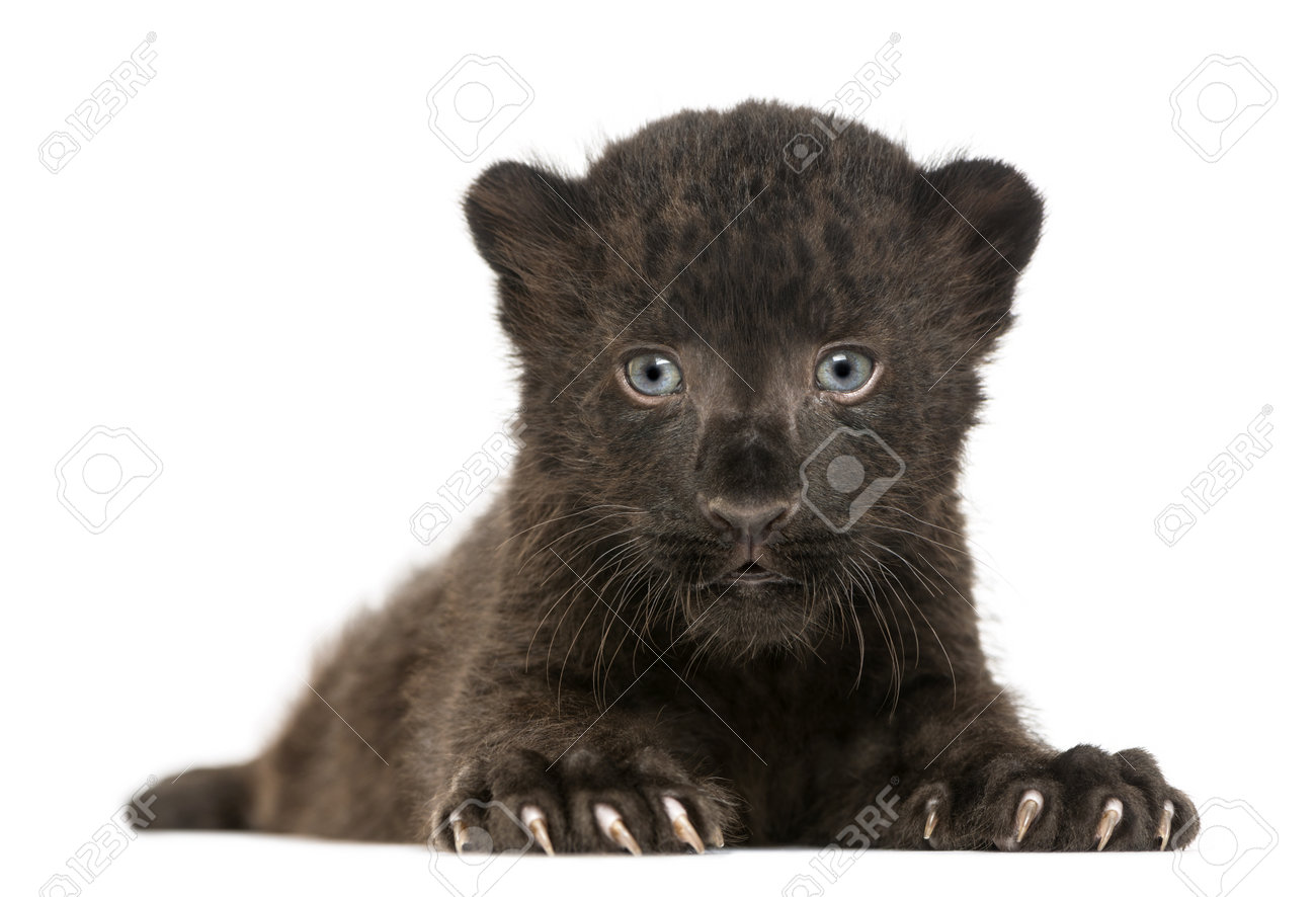 Black Leopard Cub Facing And Lying Down 3 Weeks Old Isolated Stock Photo Picture And Royalty Free Image Image Black Leopard Cub Facing And Lying Down 3 Weeks Old Isolated Stock Photo Picture And Royalty Free Image Image