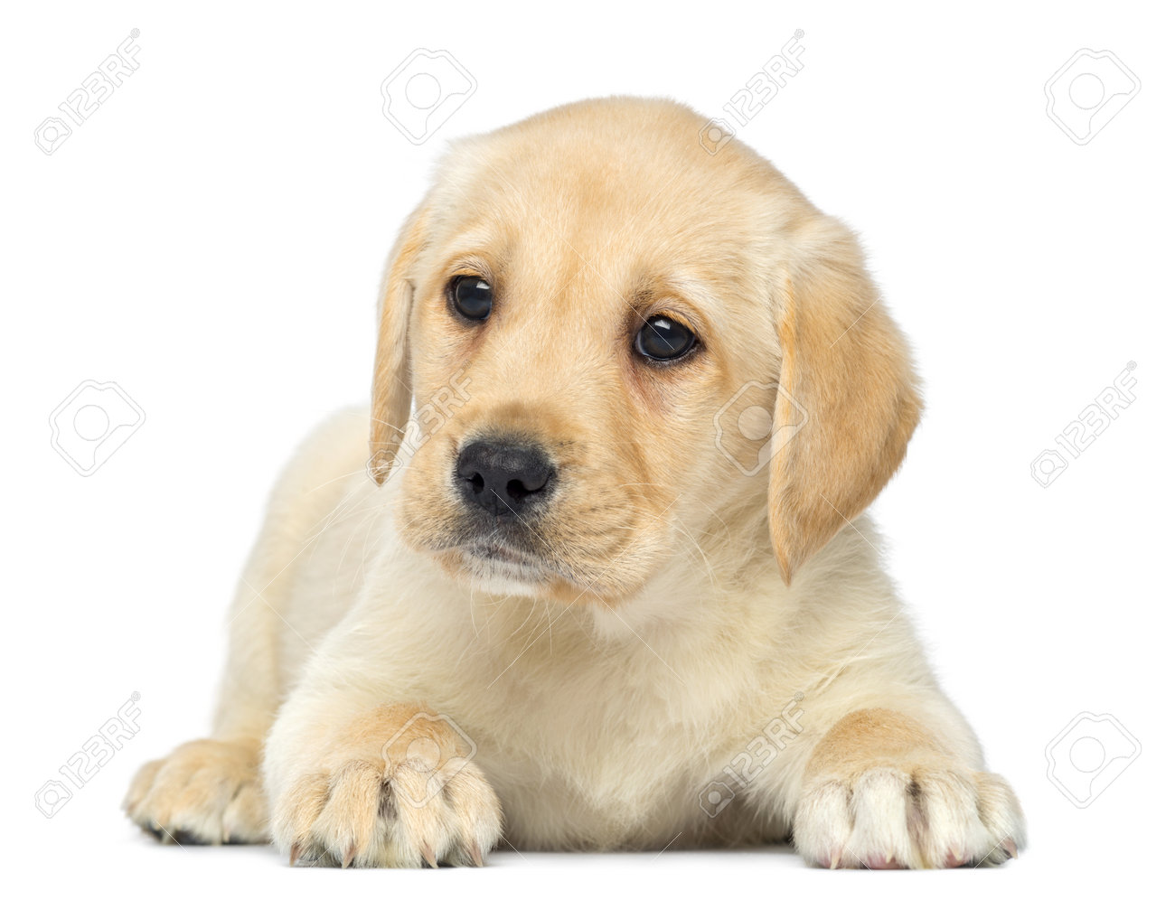 ラブラドールレトリバーの子犬が横になって 2 ヶ月古い 白で隔離 の写真素材 画像素材 Image ラブラドールレトリバーの子犬が横になって 2 ヶ月古い 白で隔離 の写真素材 画像素材 Image