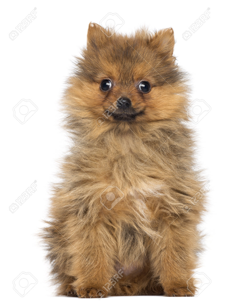2 months old pomeranian puppy