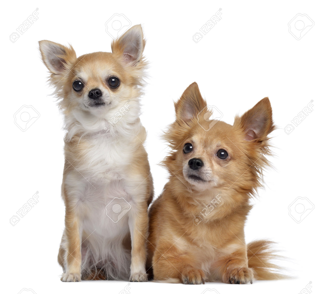 two chihuahuas 5 and 4 years old sitting and lying next to stock