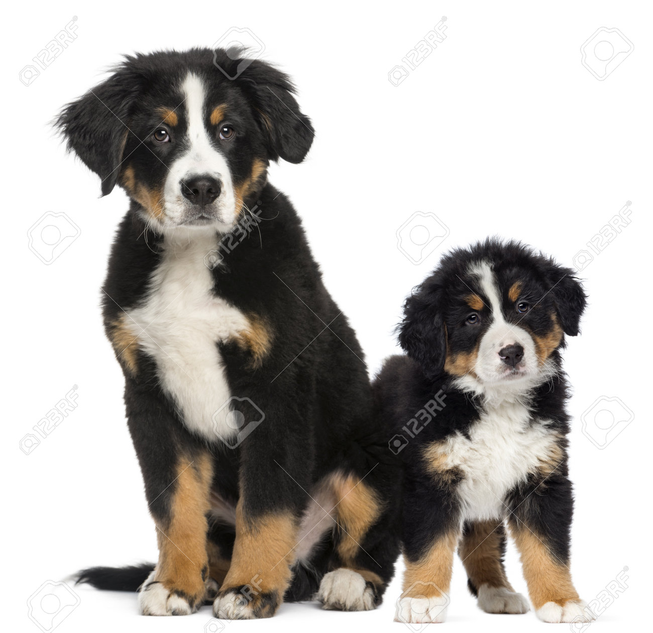 9 month old bernese mountain dog