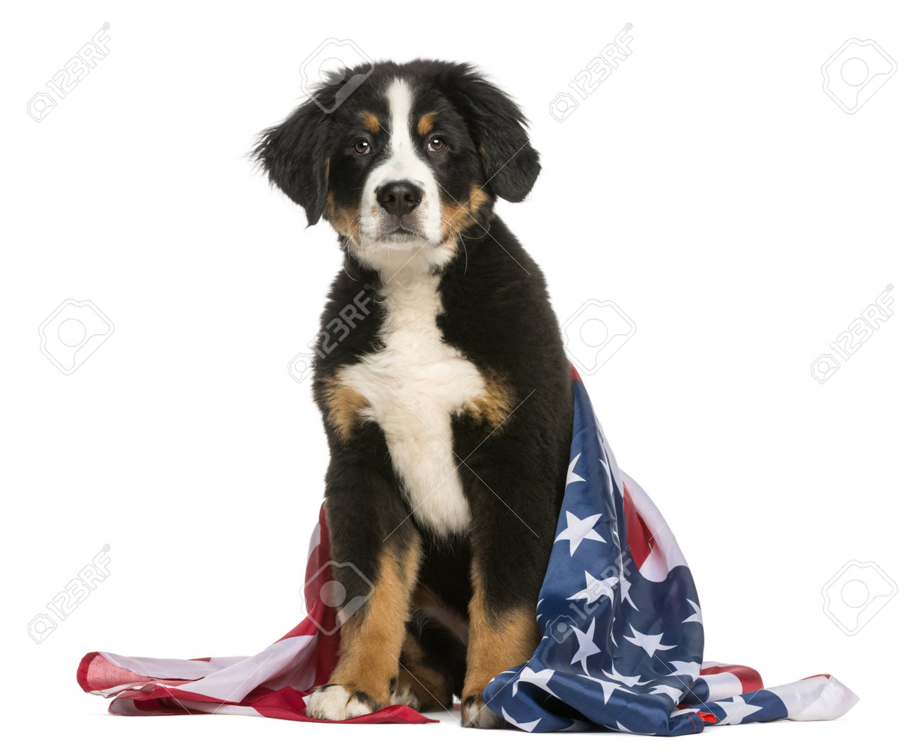 アメリカの国旗と一緒に座っている愛国心が強い犬 の写真素材 画像素材 Image