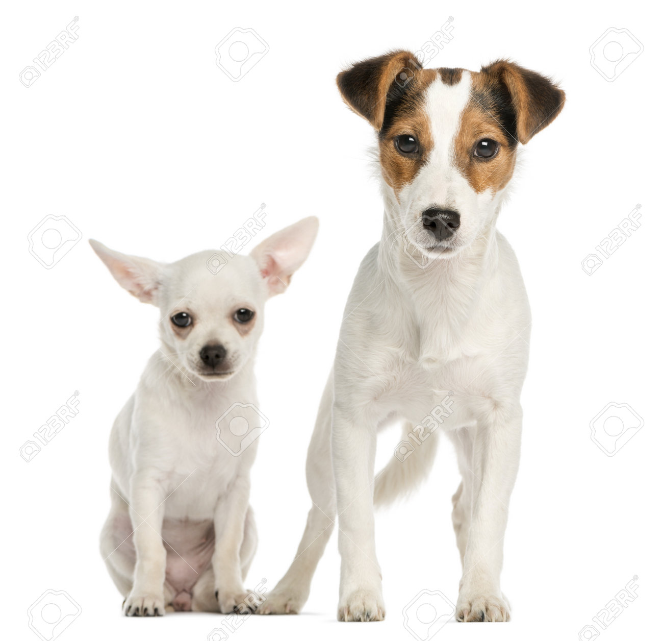 chihuahua puppy and jack russell terrier next to each other