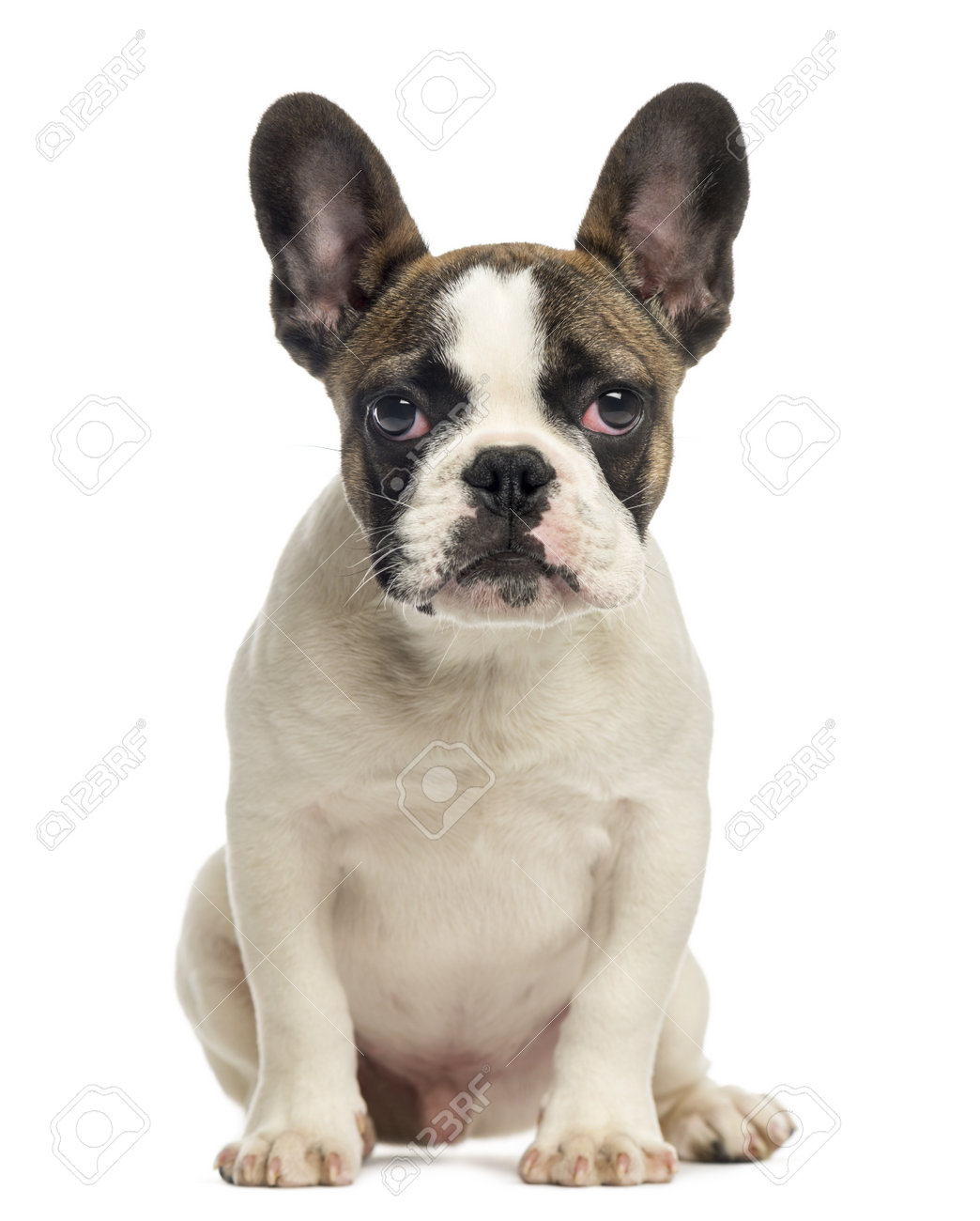 french bulldog 4 months