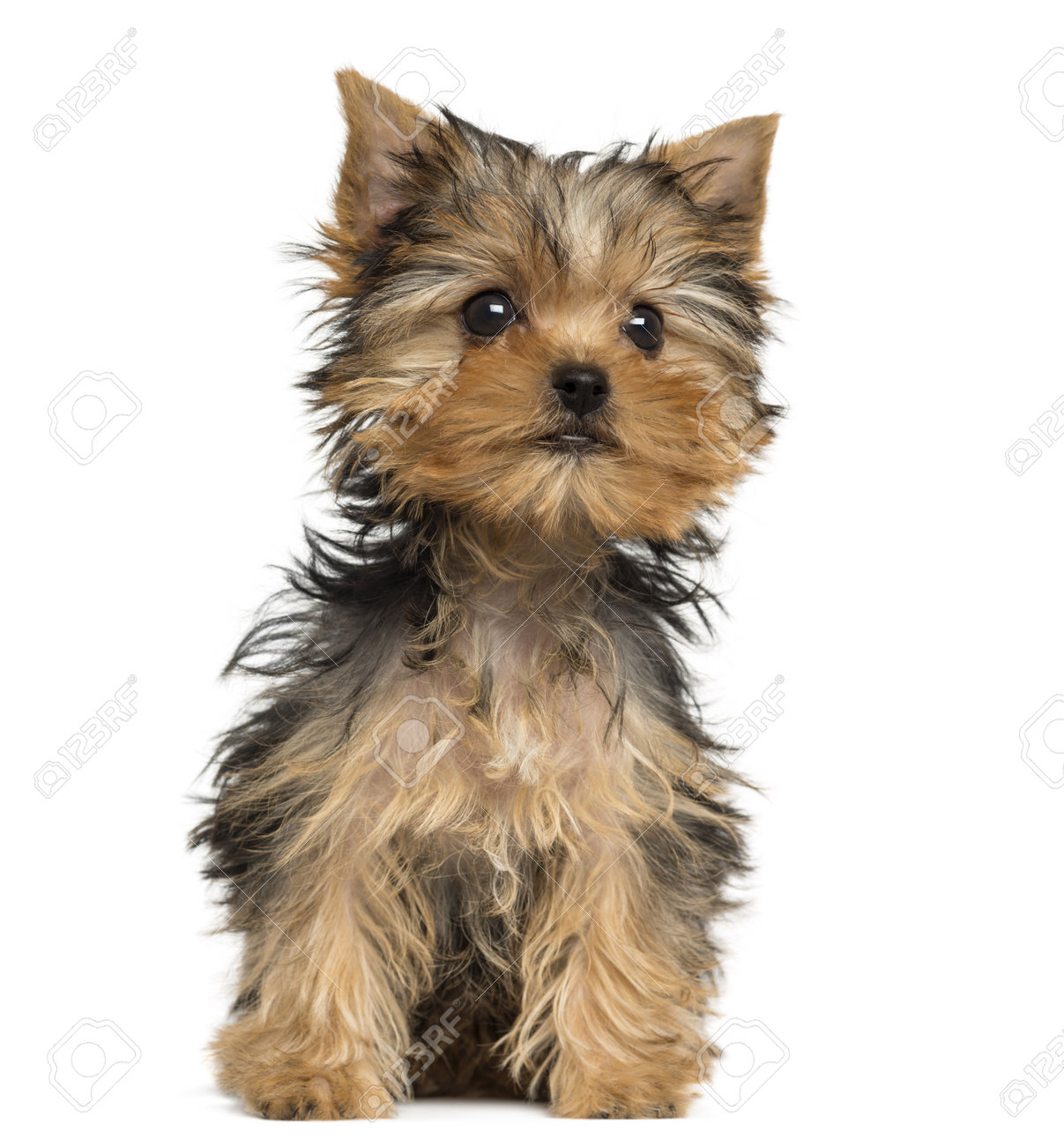 ヨークシャー テリアの子犬に座って 3 か月古い 白で隔離されます の写真素材 画像素材 Image