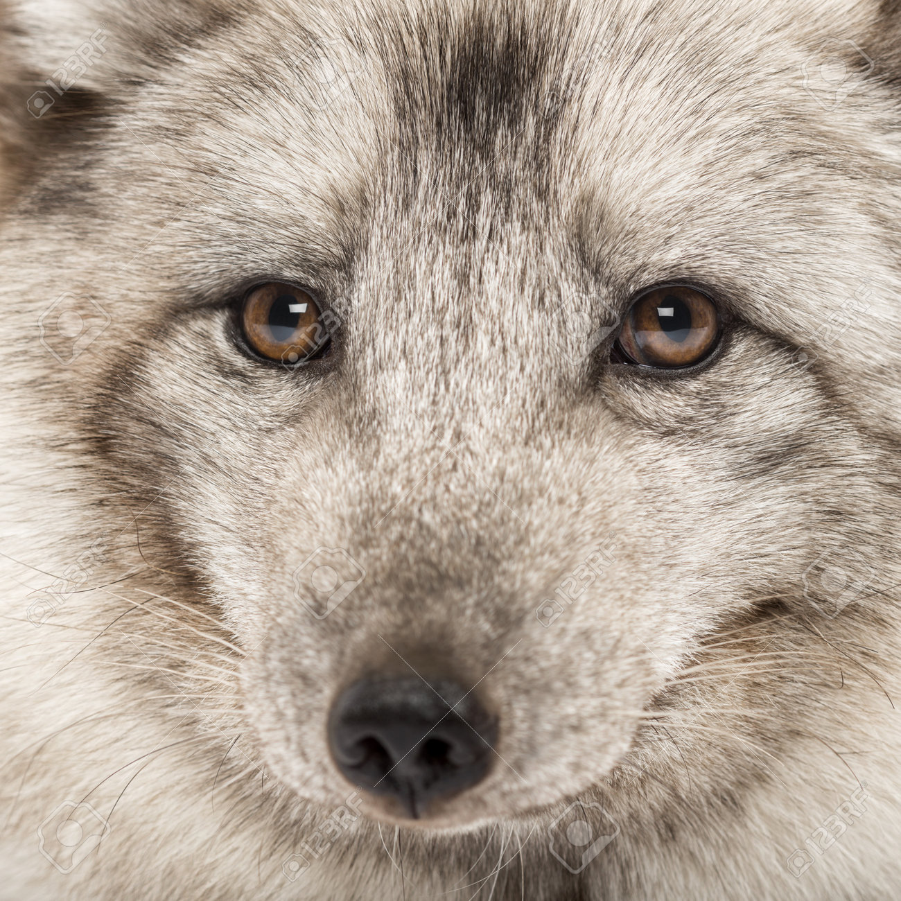 Close Up Of A Arctic Fox Vulpes Lagopus Also Known As The White
