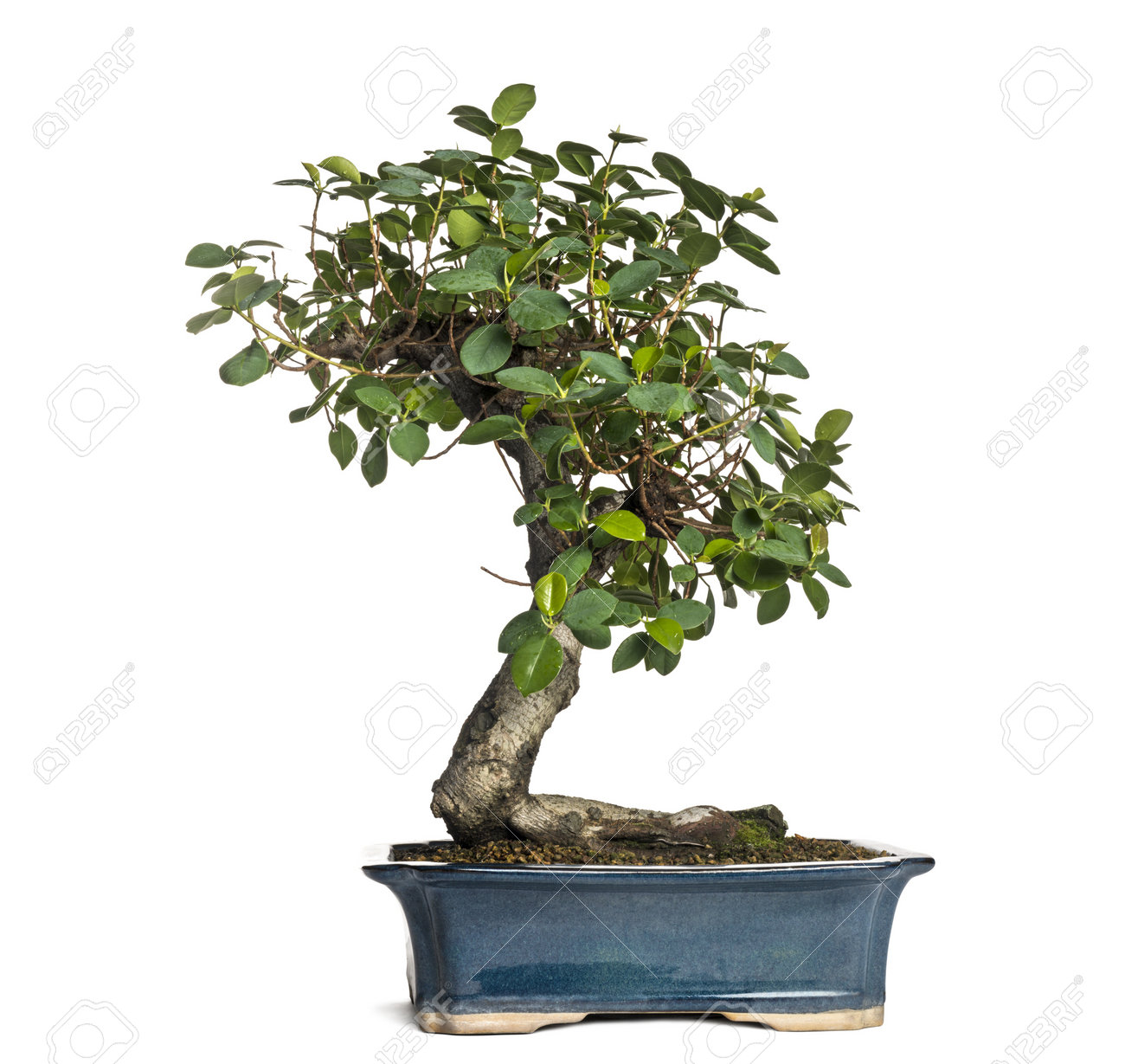 Ficus Panda Bonsai Baum Ficus Retusa Isoliert Auf Weiss Lizenzfreie Fotos Bilder Und Stock Fotografie Image 21235444