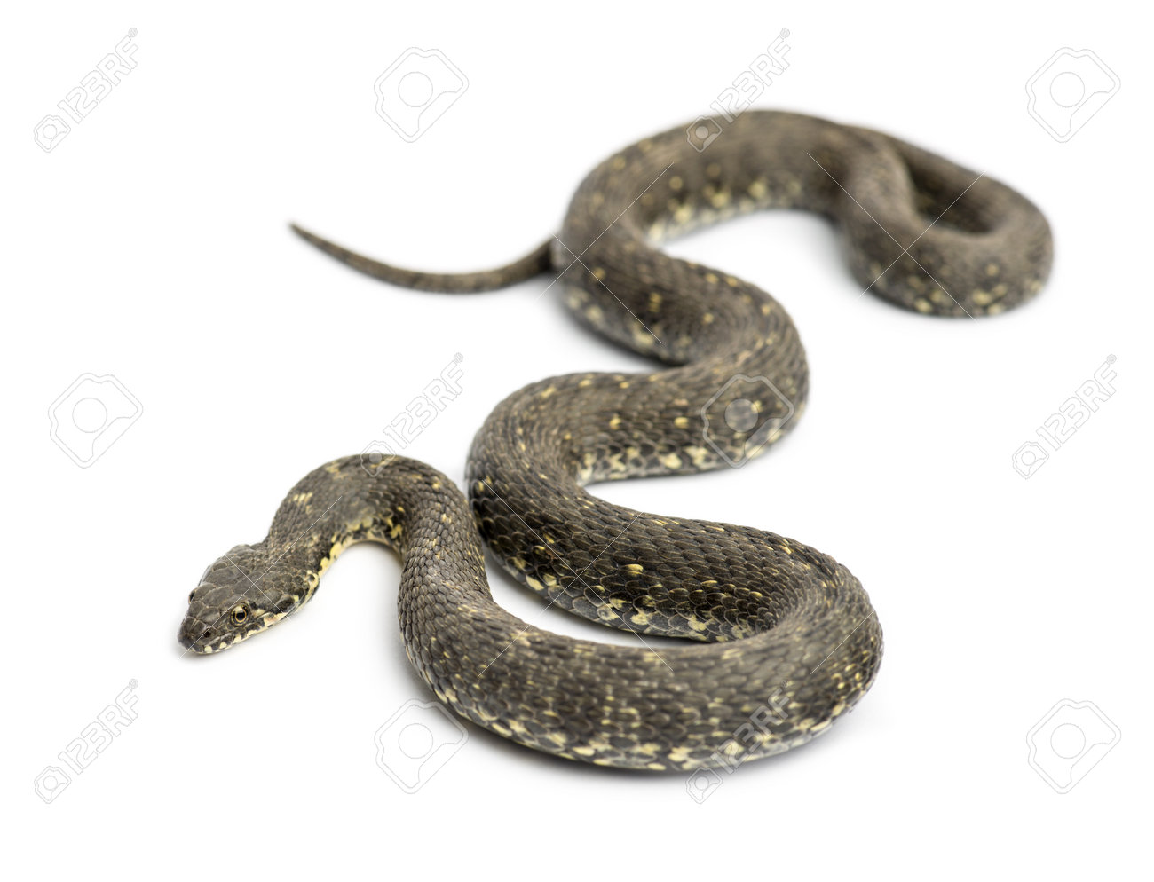 Green Whip Snake, Hierophis viridiflavus, isolated on white - 21230049 Green Whip Snake, Hierophis viridiflavus, isolated on white - 21230049