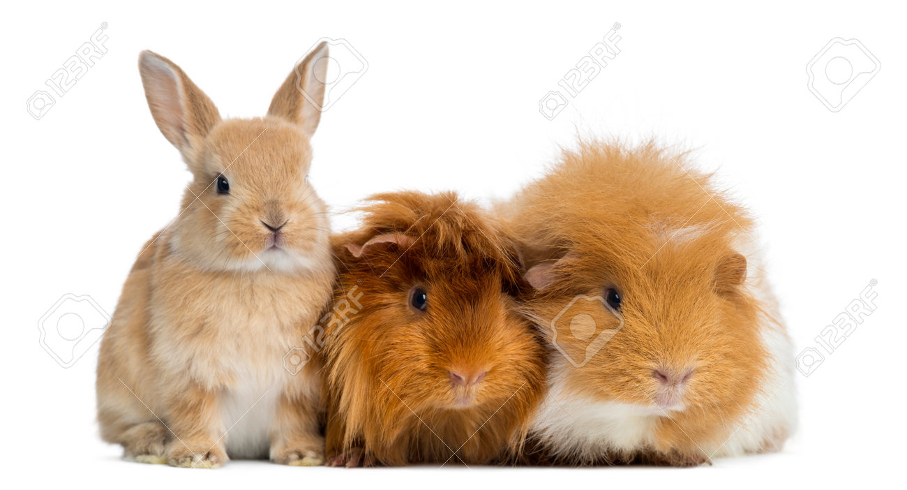 Lapin Et La Guinee Cochons Nains Isole Sur Blanc Banque D Images Et Photos Libres De Droits Image