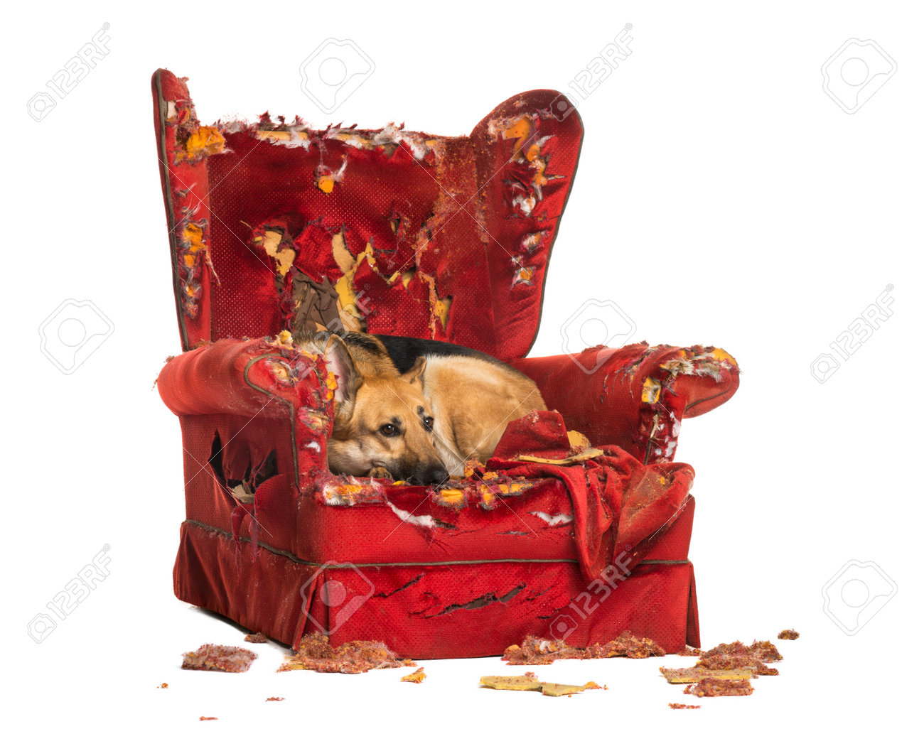 German Sheperd looking dipressed on a destroyed armchair, isolated on white - 22728303 German Sheperd looking dipressed on a destroyed armchair, isolated on white - 22728303
