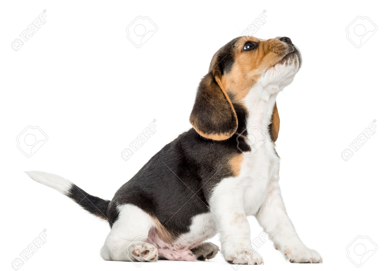 beagle puppy howl