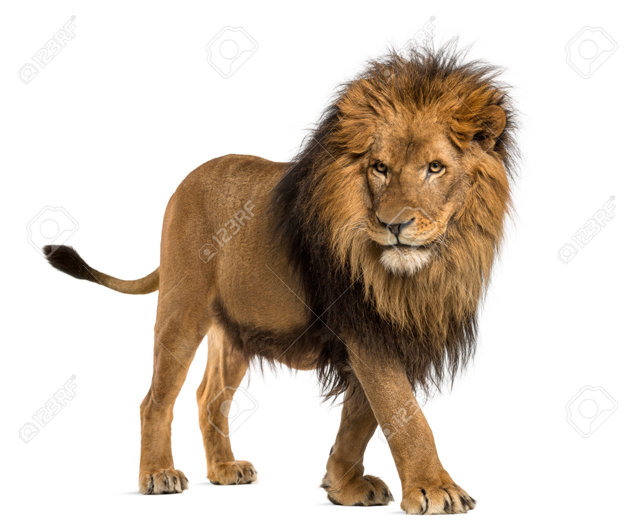 side view of a lion walking panthera leo 10 years old isolated