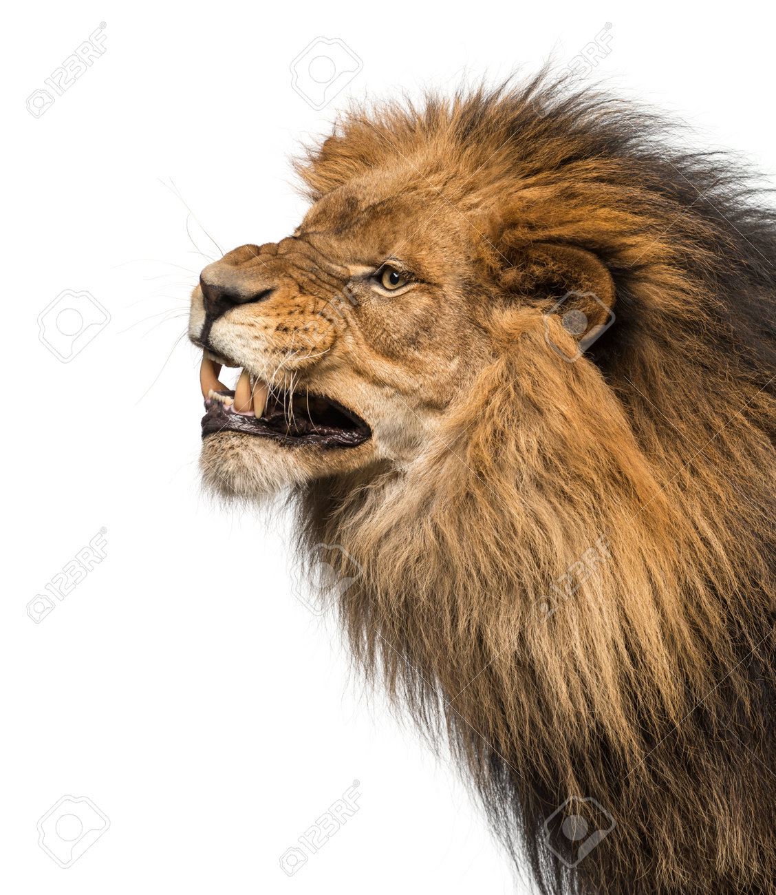 Lion Dessin Illustration Dun Grand Lion Sur Un Fond Blanc L Lion Dessin Illustration Dun Grand Lion Sur Un Fond Blanc L