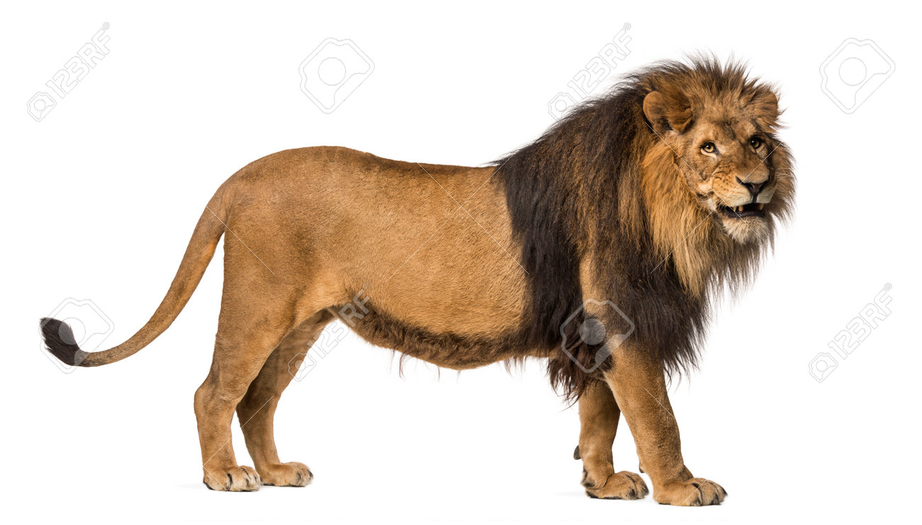 白で隔離されるライオン立って うなり声を上げて ライオン 10 歳の側面図 の写真素材 画像素材 Image