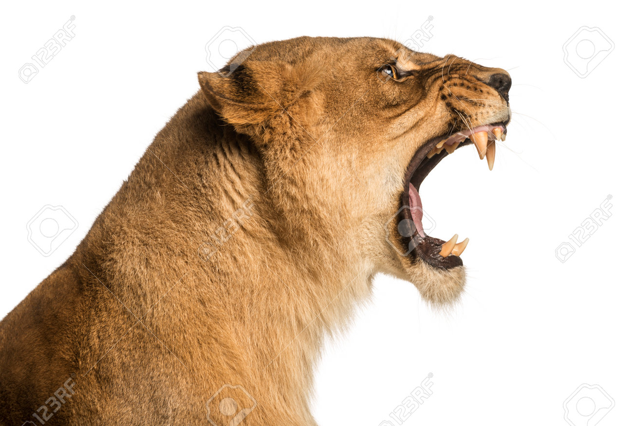 Close-up Of A Lioness Roaring Profile, Panthera Leo, 10 Years Old, Isolated  On White Stock Photo, Picture And Royalty Free Image. Image 24155977.