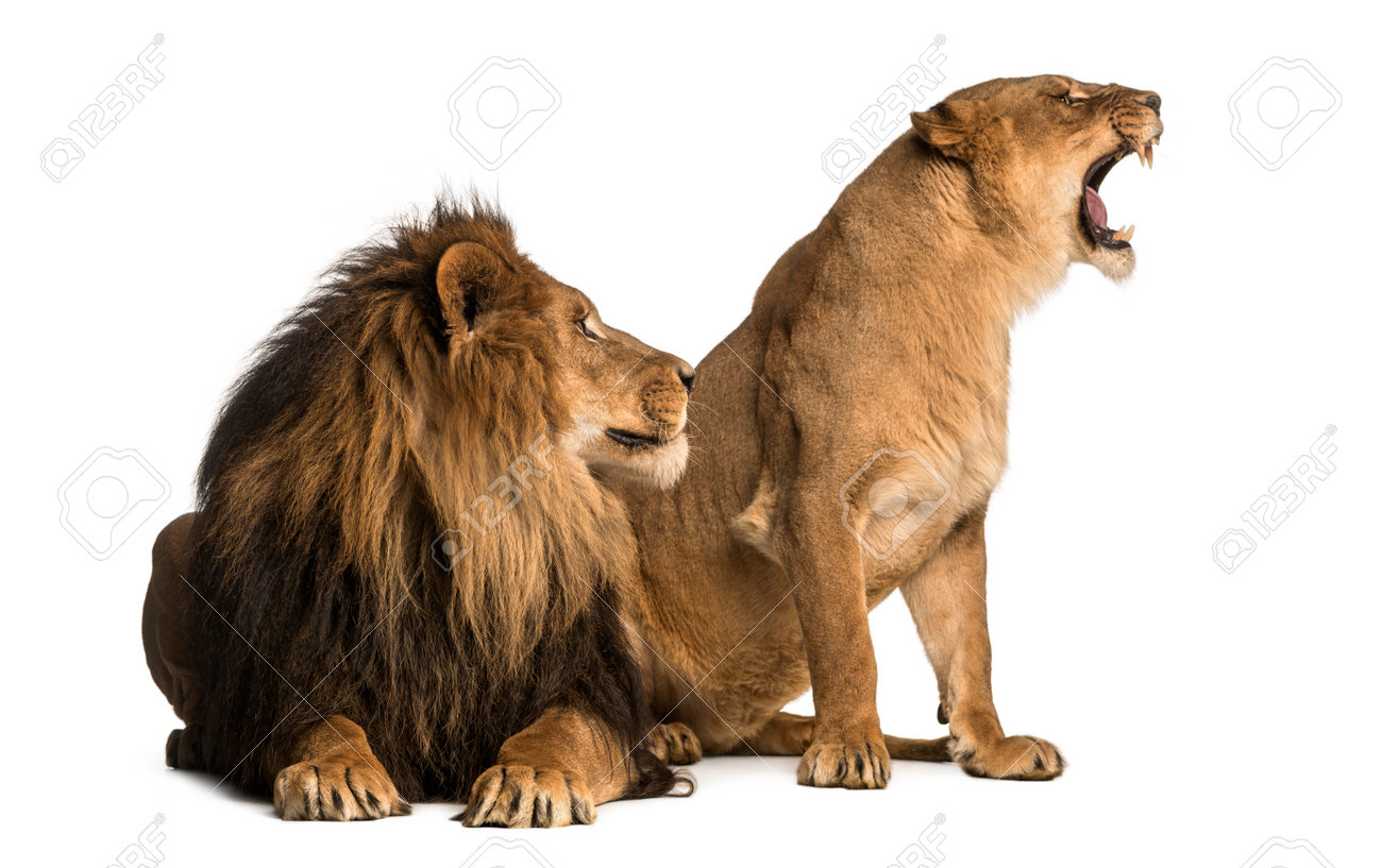 lion with lioness roaring next to each other panthera leo stock