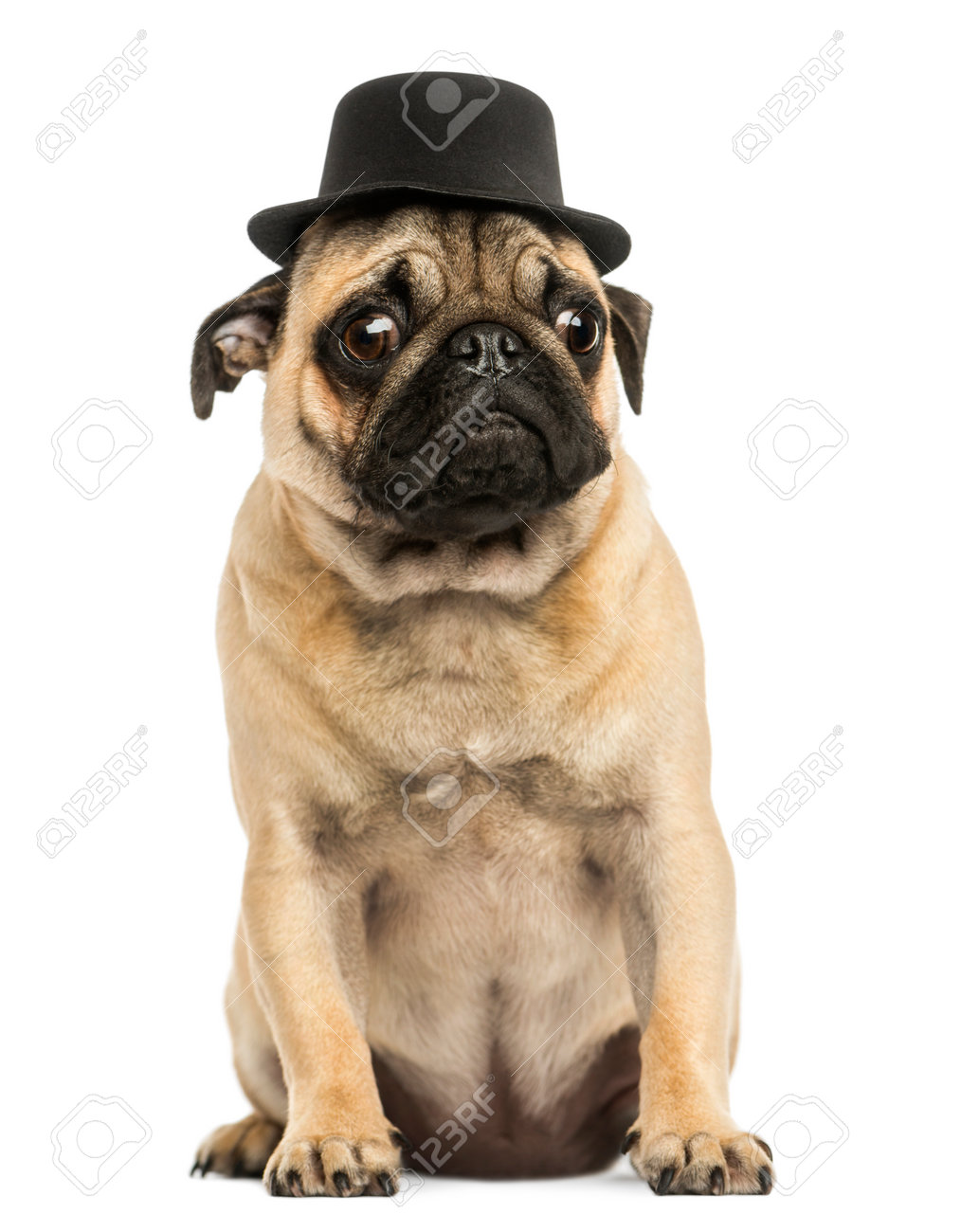 pug with hat
