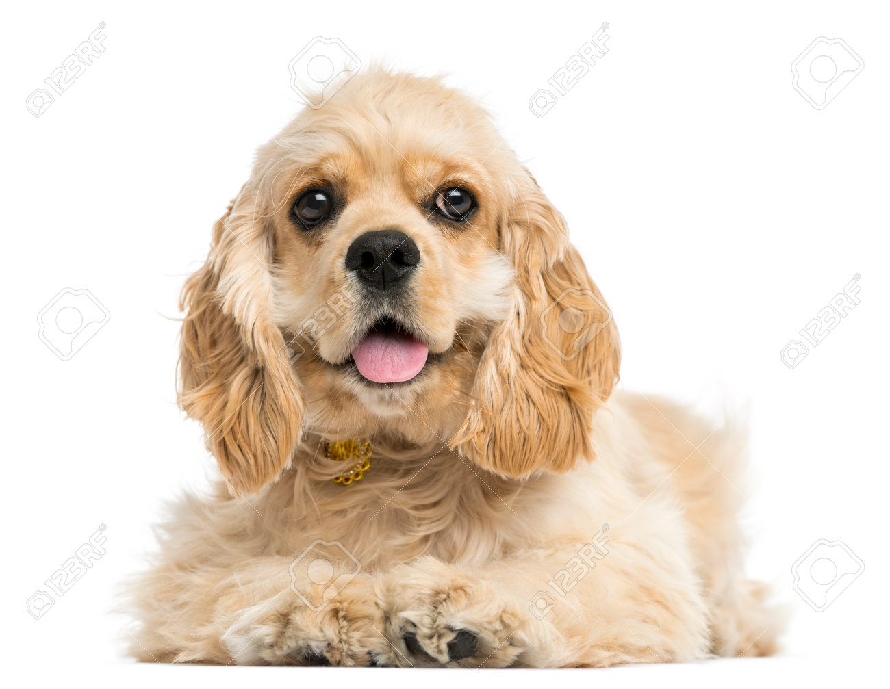 アメリカン コッカー スパニエル子犬 5 ヶ月の白で隔離の正面図 の写真素材 画像素材 Image