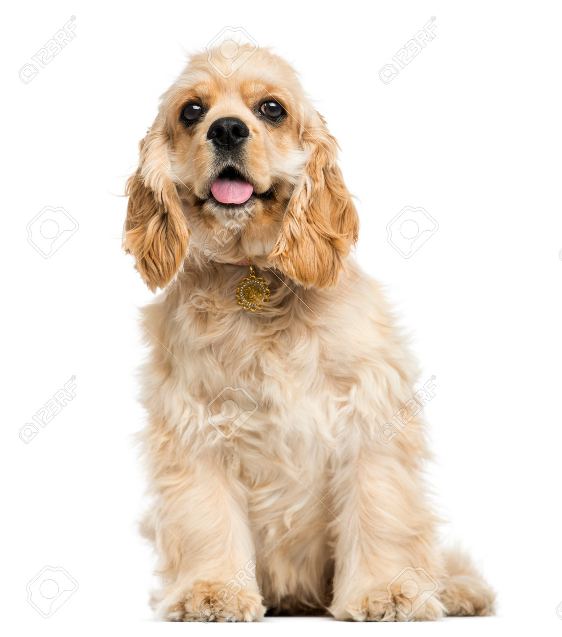 アメリカン コッカー スパニエル子犬に座って あえぎ 5 ヶ月の白で隔離 の写真素材 画像素材 Image