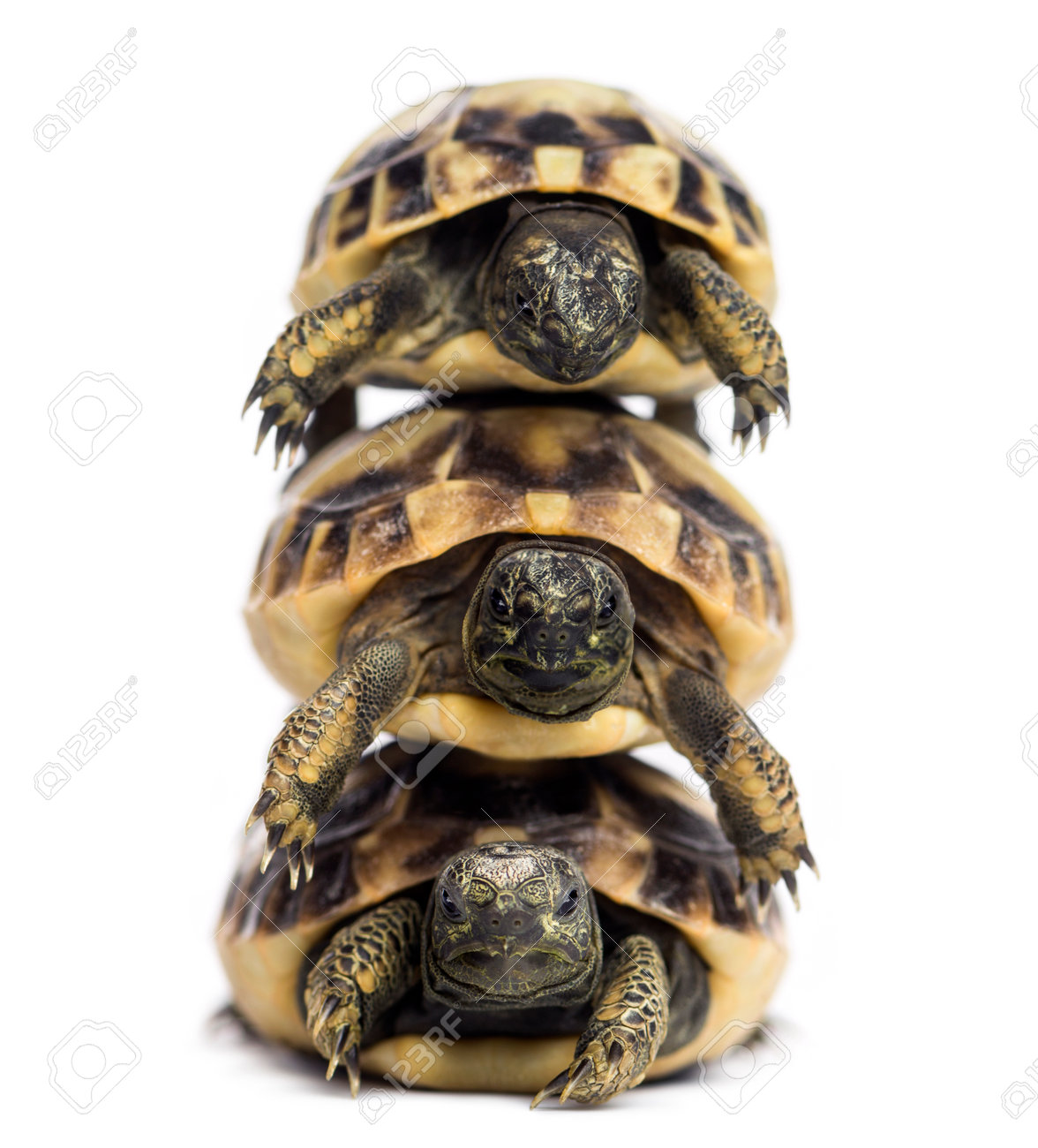 front view of three