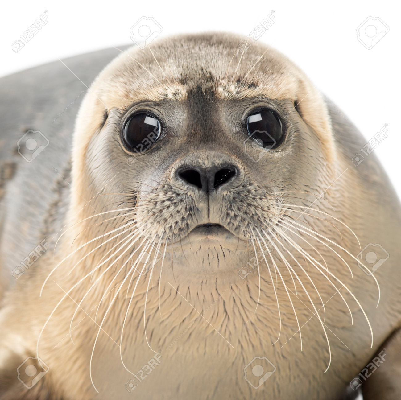 Close-up Of A Common Seal Looking At The Camera, Phoca Vitulina, 8 Months Old, Isolated On White Stock Photo, Picture And Royalty Free Image. Image 25144716. Close-up Of A Common Seal Looking At The Camera, Phoca Vitulina, 8 Months Old, Isolated On White Stock Photo, Picture And Royalty Free Image. Image 25144716.