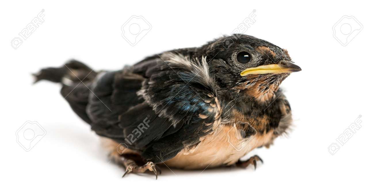 Baby Barn Swallow Landed On The Ground Hirundo Rustica Isolated On White Stock Photo Picture And Royalty Free Image Image