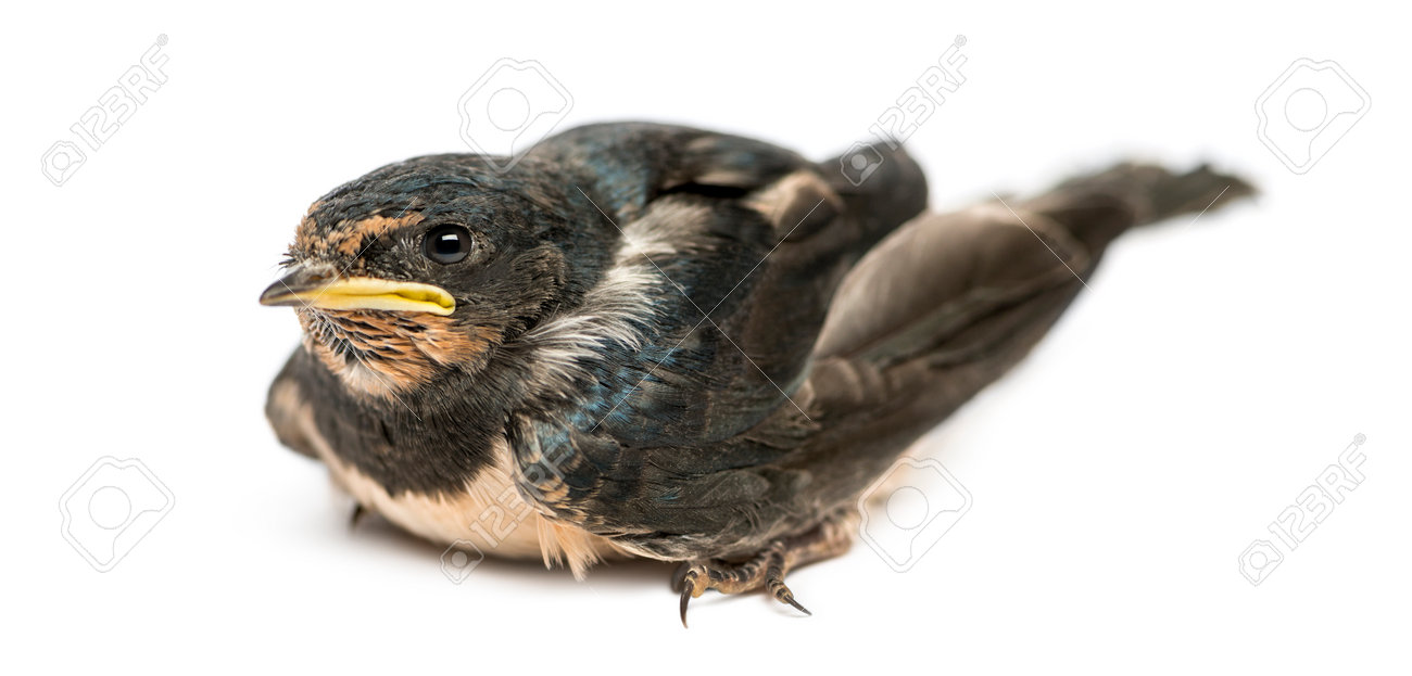 Baby Barn Swallow Landed On The Ground Hirundo Rustica Isolated On White Stock Photo Picture And Royalty Free Image Image