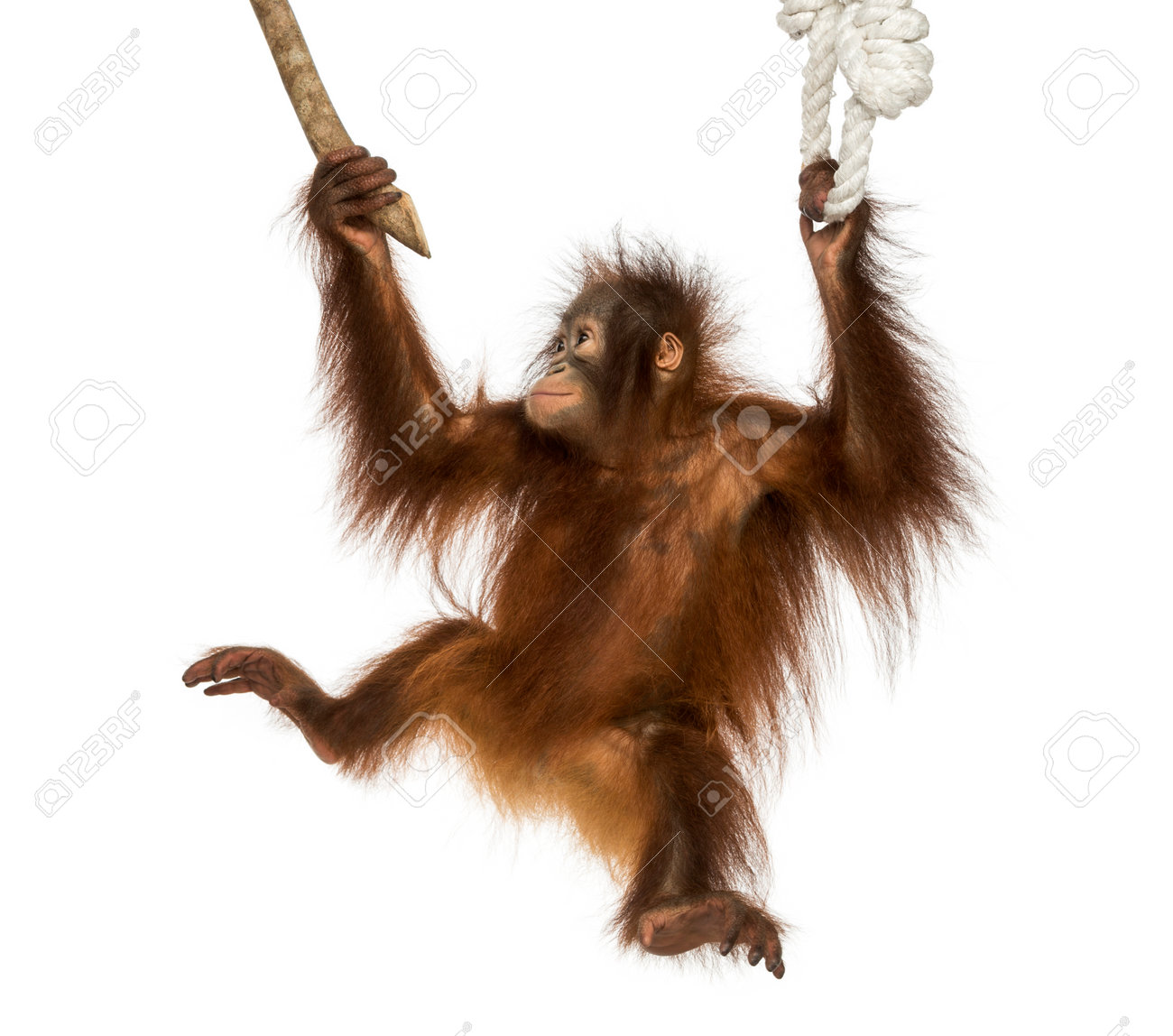 25983299-jeune-orang-outan-de-born%C3%A9o-suspendu-%C3%A0-une-branche-et-de-la-corde-pongo-pygmaeus-%C3%A2g%C3%A9-de-18-mois-isol%C3%A9-sur-bl.jpg