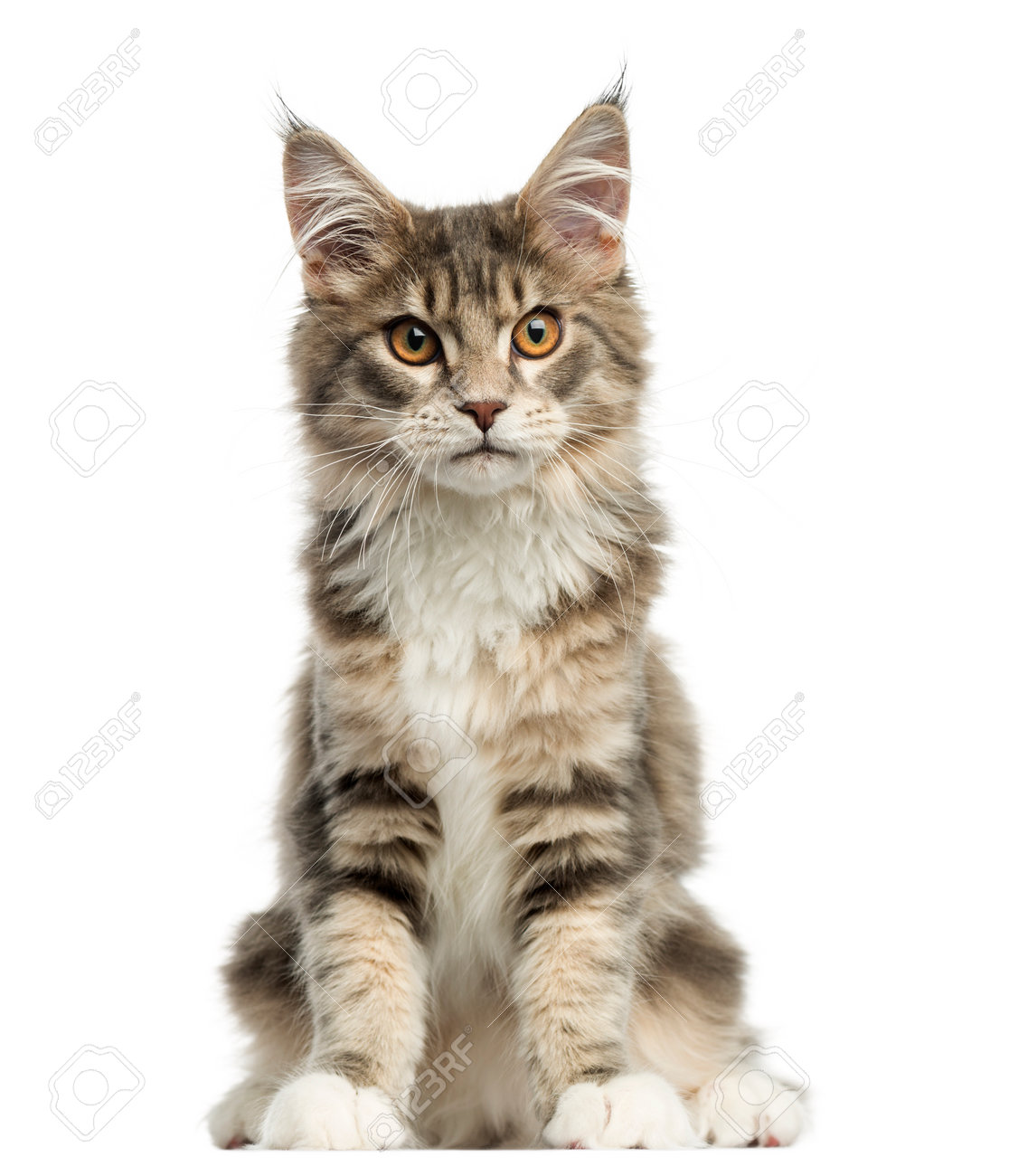 Vue De Face D Un Chaton Maine Coon Salon Regardant La Camera Vieux De 4 5 Mois Isole Sur Blanc Banque D Images Et Photos Libres De Droits Image