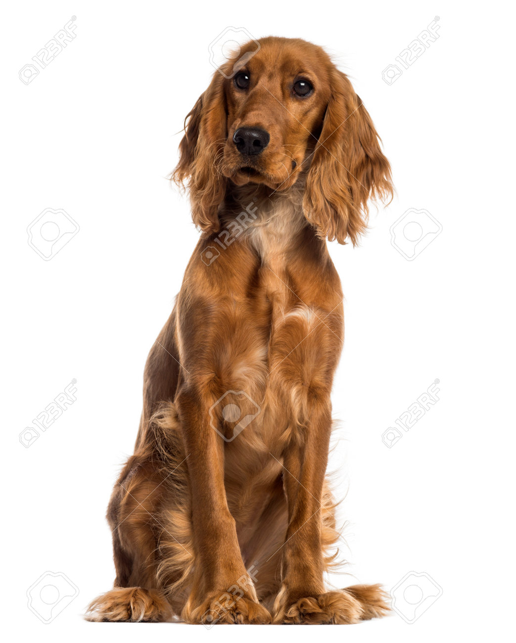 silver lab merchandise