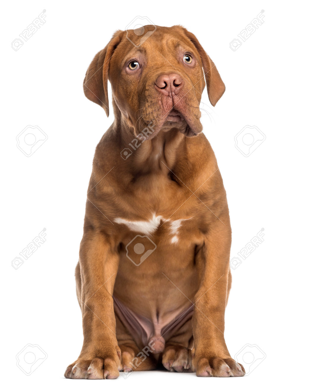 dogue de bordeaux