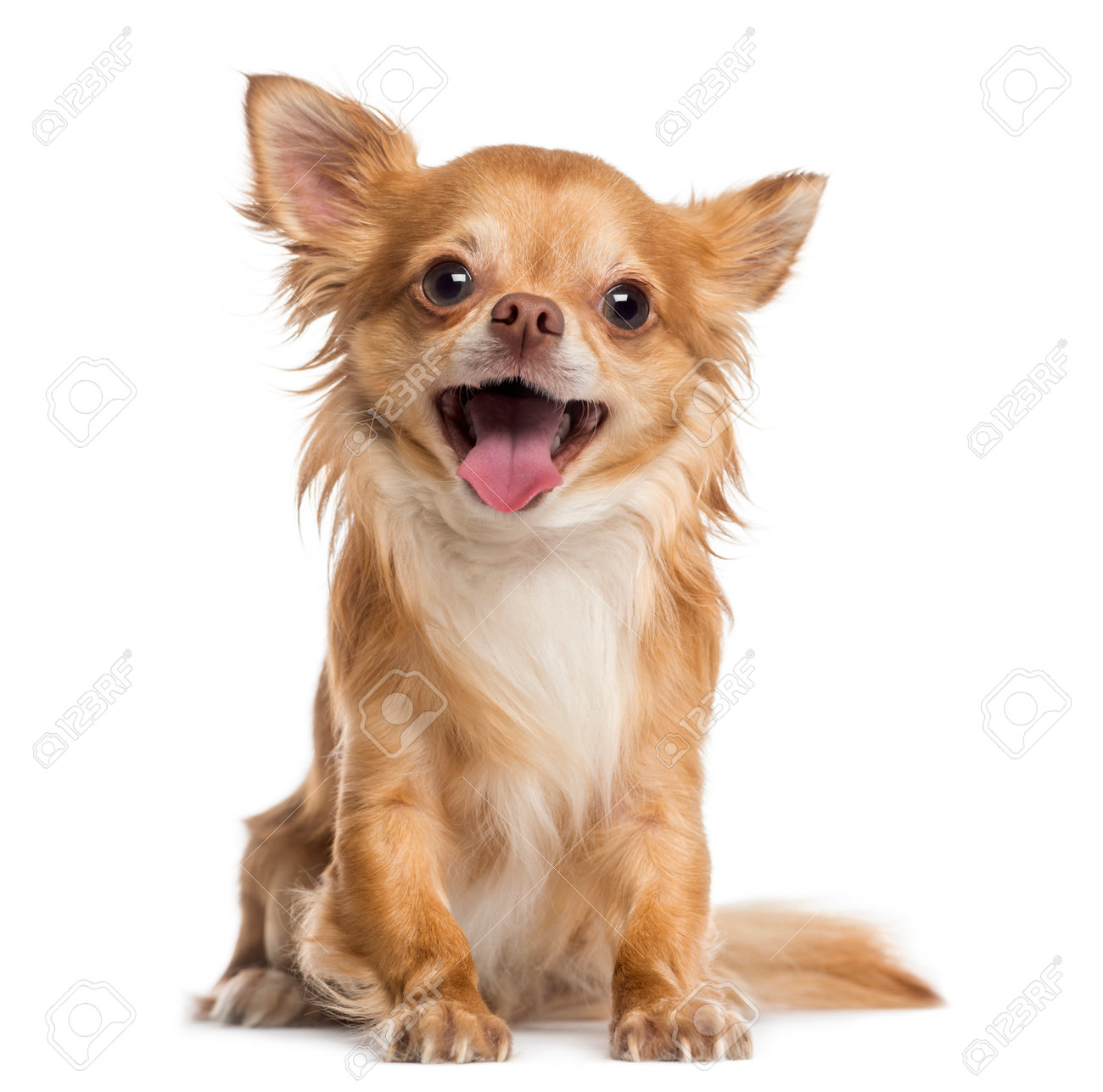 happy chihuahua